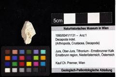 Foto (Objket + Etiketten) von Decapoda indet. 